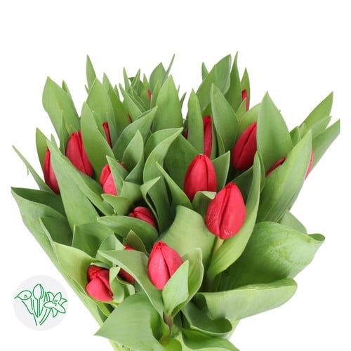 06c3434e-ad7e-4e30-b6be-9389dd723f63.jpg Tulip Curry holl - Image 1