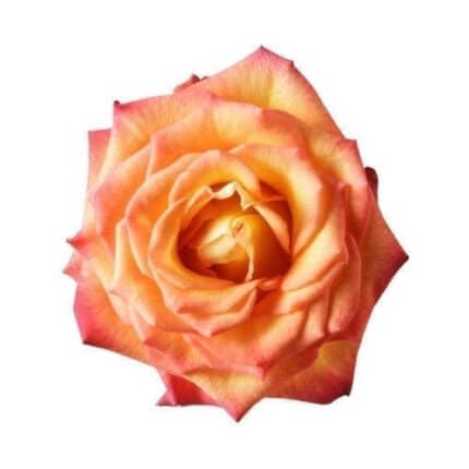 Rose Circus  40cm much