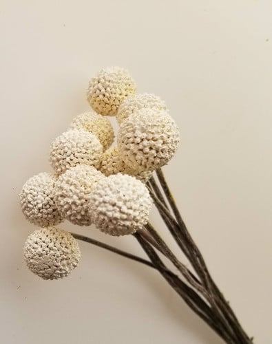 Craspedia White rio