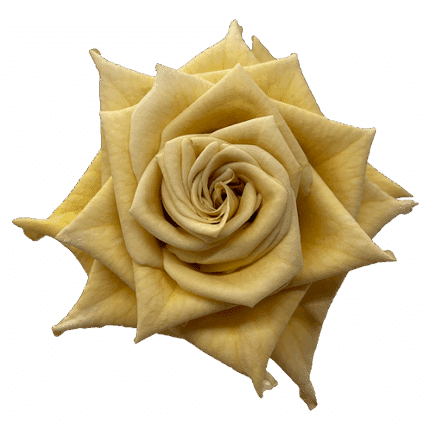 Rose Combo 30cm florecal