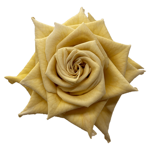 06cb91e5-a26f-4026-bc96-01beecb4bc16.png Rose Combo 30cm florecal - Image 1