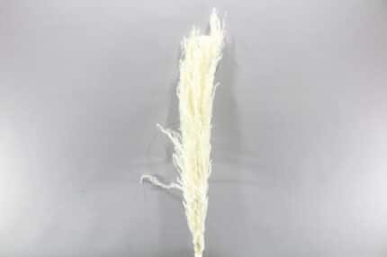 Pampass  Preserved Bleached holl
