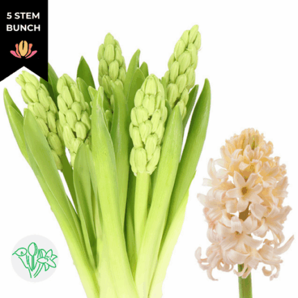 Hyacinth Org Lion holl