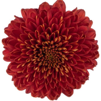 Mum Disbud Ball Dk Bronze bmar