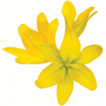 Lily LA Yellow canada - Image 2