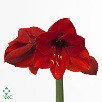 AMARYLLIS jaffa holl(org)