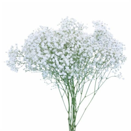 Baby'sBreath Overtime esmer