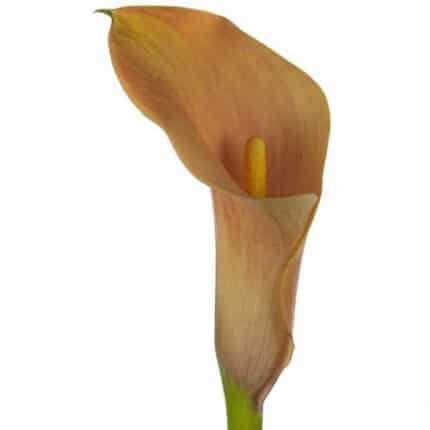 Calla Passion Fruit sande