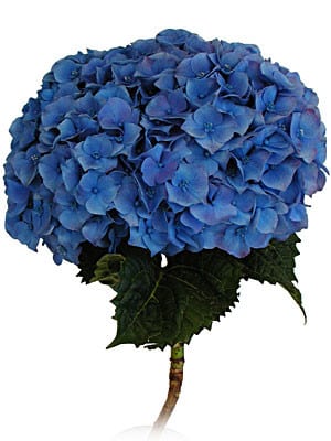 Hydrangea Bella(dkbl)chile(st)