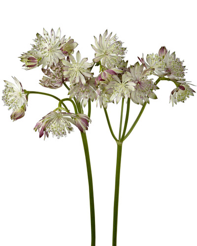 Astrantia Lt Pink fresca
