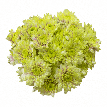 Pom Cushion Manzana gdns