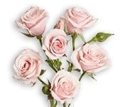 RoseSpray Blush Maj. holex