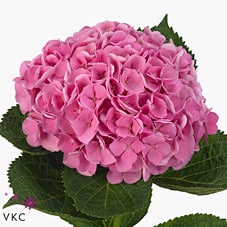 Hydrangea Opal Pink chile(st)