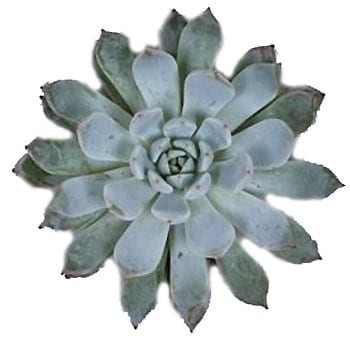 Succelent Baena holl(st)