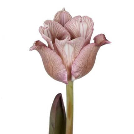 Tulip Painted Brownies holl