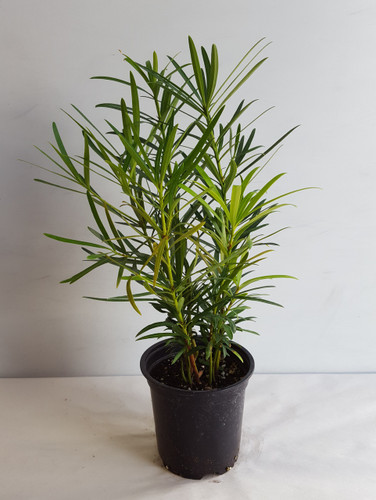 4" POTTED PODOCARPUS