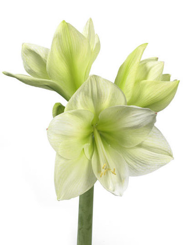 Amarylilis Challenger holland