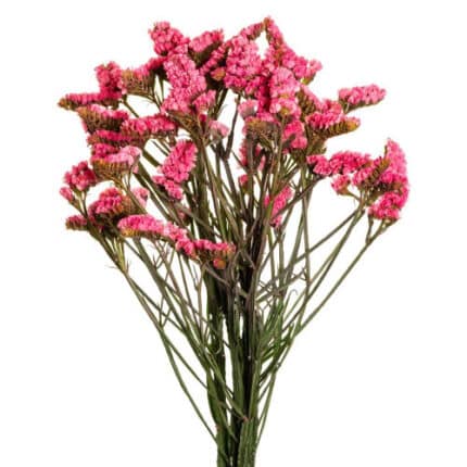 Statice Coral sole
