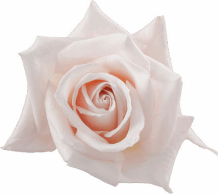 Rose Sweet Esco 50cm sunrite