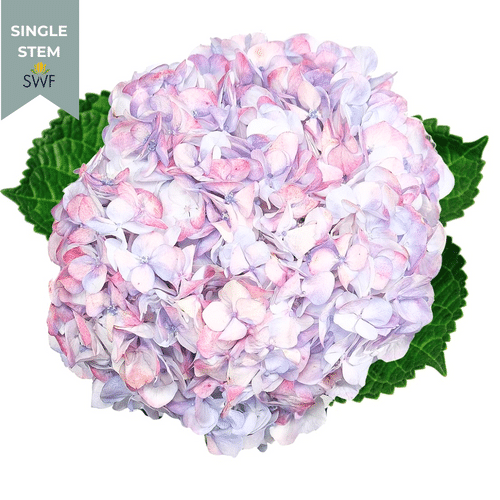 07727d72-c0ce-4c0f-8880-d4be567fd978.png Hydrangea Lavender Fresh Fresc - Image 1