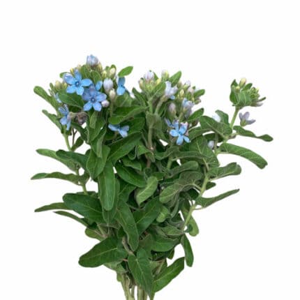 Tweedia Blue flboard