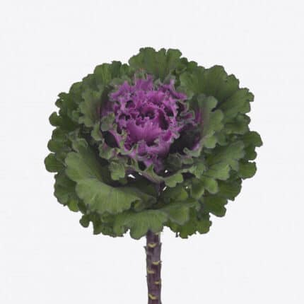 Kale First Lady holl(st)