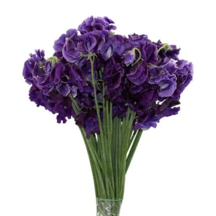 SweetPea Purple holl