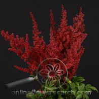 ASTILBE fanal holl(red)