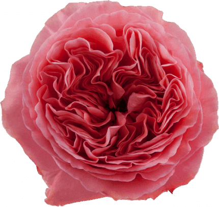 Rose Candy Xpression 70cm rpri