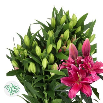 Lily Dbl Dalinda holl