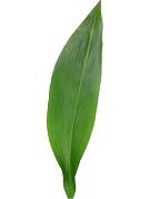 ASPIDISTRA var ever(5)