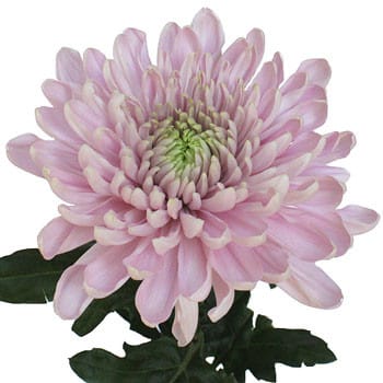 Mum Football Lavender sole