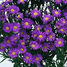 CASINO purple bmark