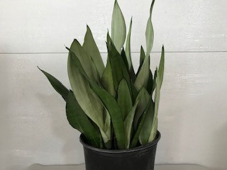 10" Sansevieria Moonshine