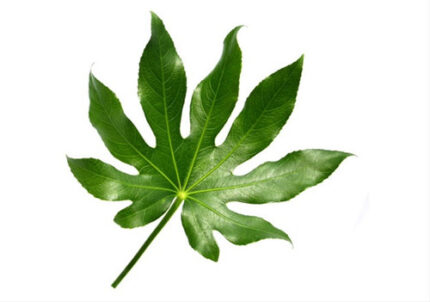 Aralia leaves holl