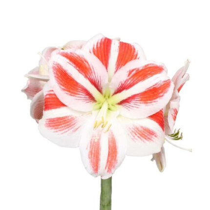 Amaryllis Sydney(st.) holl