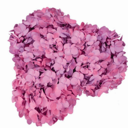 Hydrangea Sachet galleria(STEM
