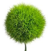 Dianthus Green Trick golden