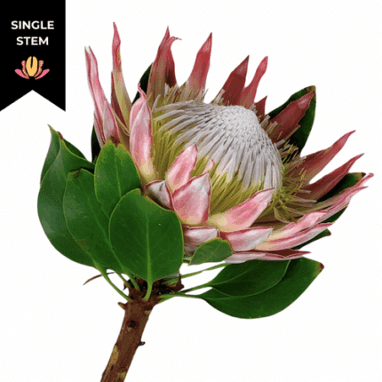 Protea King holl