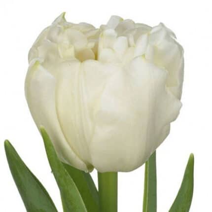 Tulip Dbl White Mountain holl
