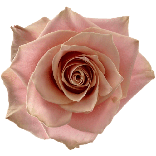 07fc8972-1c60-4f01-b050-b1edd708e5e6.png Rose Pink Amaretto 60cm fresca - Image 1