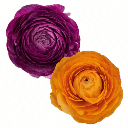 Ranunculus Orange&Purple