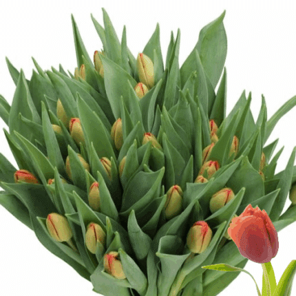Tulip Dbl Coral Sunset holl