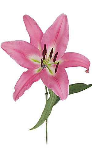 Lily Pink Palace holl