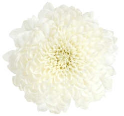 Mum Disbud Ball Churchill White