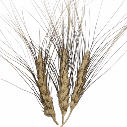 Wheat Black tip mellano - WHE BLACK
