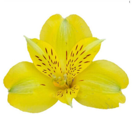 Alstro Senna florisol