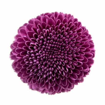Mum Disbud Gustav Purple gdns