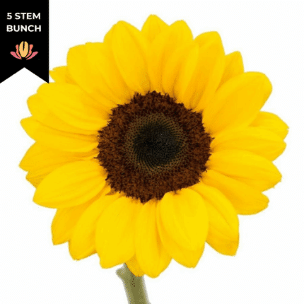 Sunflowers Med fc(5st)