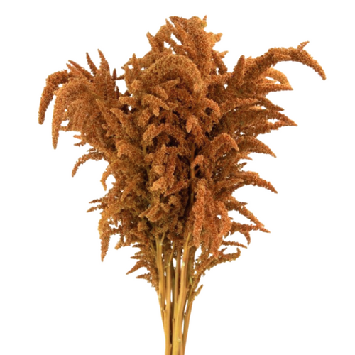 083f170c-5ff4-48ef-b273-9c6bb827d1eb.png Amaranthus Upright Hot Biscuit - Image 1